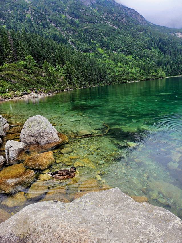 Szemerkélő eső és úszkáló kacsa a Morskie Okonál