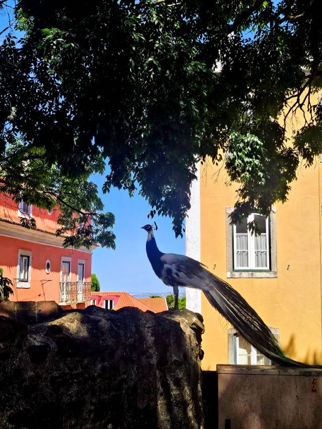 A Szent György-vár tele van pávákkal